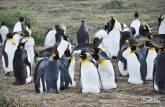 Reencontro com pinguins rei em uma pinguinera na Terra do Fogo, no sul do Chile